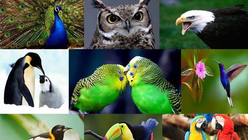 Top 10 De Los Países Más Diversos En Aves - Pajareando Ando